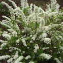 Spiraea x arguta (4)